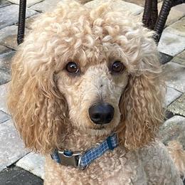 Apollo - Poodle