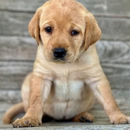 Labrador Retrievers from Centerpoint Retrievers