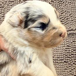 Clyde - Blue merle male Australian Shepherd puppy in Grove, Oklahoma from Dollface Aussies