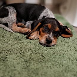 Basset Hound and Beagle Puppies from Orange Mountain Basset Hounds & Beagles