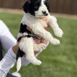 Indy - Black and white male Bernedoodle puppy in Yuba City, California from Ranch House Doodles