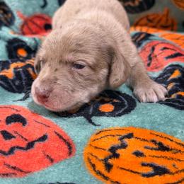 Rusty - Dapple male Dachshund puppy in Mansfield, Missouri from Owens Farm