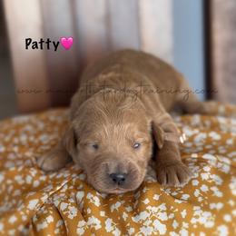 Patty - Apricot female Goldendoodle puppy in Lancaster, Minnesota from North Star Dog Training