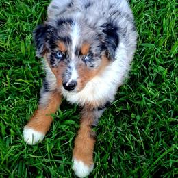 Leo - Blue merle male Australian Shepherd puppy in Calvert City, Kentucky from Timber Creek Aussies