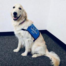 Riot - Golden Retriever