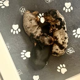 Dachshund Puppies from M&M’s Mini Dachshunds