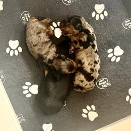 Dachshund Puppies from M&M’s Mini Dachshunds