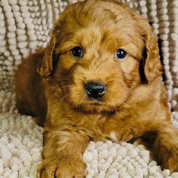 Beetle - Red  male Goldendoodle puppy in Beecher, Illinois from Erica’s Doodles