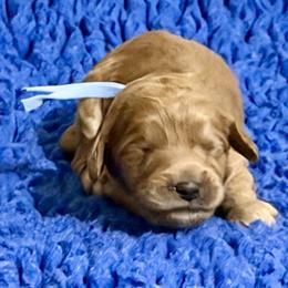 Blue Collar Boy - Apricot male Australian Labradoodle puppy in Coeur D'alene, Idaho from Lake City Labradoodles