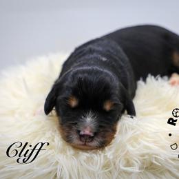Cliff - Tri-color male Bernedoodle puppy in Edmond, Oklahoma from Rock N Roll Doodles