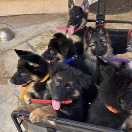 German Shepherd Puppies from Brooks High Quality Breeders