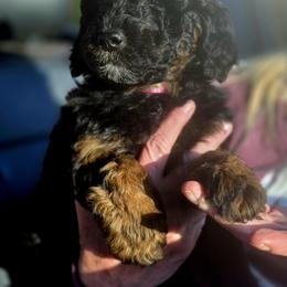 Bernedoodle and Goldendoodle Puppies from Doting Doodles
