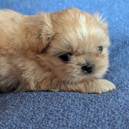 Olaf - Cream and white male Shih Tzu puppy in Surprise, Arizona from Arizona Shih Tzu