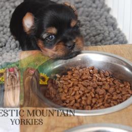 Valor - Black and gold male Yorkshire Terrier puppy in Baker, West Virginia from Majestic Mountain Yorkies