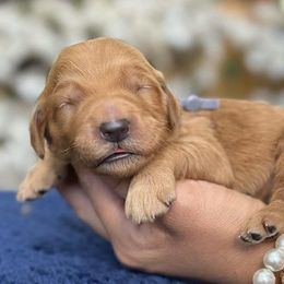 Gray collar male - Apricot male Goldendoodle puppy in Yuciapa, California from AlltheDoodlez_
