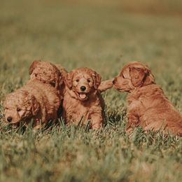 Goldendoodle, Labradoodle, and Poodle Puppies from Cuddles and Curls - NC Doodles