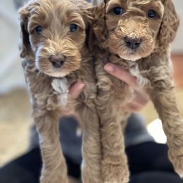 Goldendoodle Puppies from Glittering Grace Goldendoodles