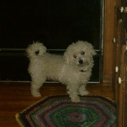 Bichon Frises and Shichons from Rose Cottage Bichons