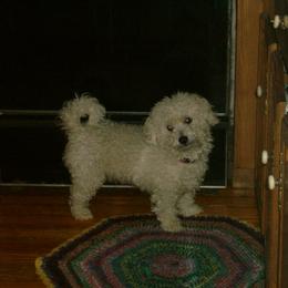 Bichon Frises and Shichons from Rose Cottage Bichons