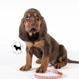 Pink Girl - Liver and tan Bloodhound puppy in Wamego, Kansas from Flint Hills Hounds