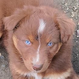 Ginger - Red tri-color female Australian Shepherd puppy in Cottage Grove, Oregon from Farmstead Aussies