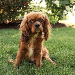Nala - Cavalier King Charles Spaniel
