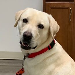 Wyatt - Labrador Retriever