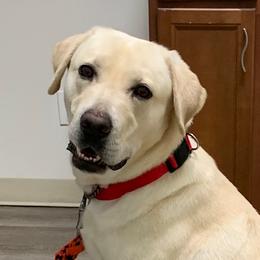 Wyatt - Labrador Retriever