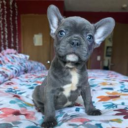 Teddy - Blue male French Bulldog puppy in Stroudsburg, Pennsylvania from Puppyville Pa Shih Tzu & frenchies