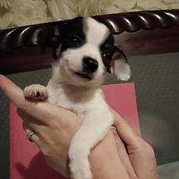 Spot - Black and white male Chihuahua puppy in Federalsburg, Maryland from Mobley Chihuahuas