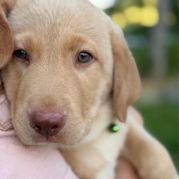 Mossy - Yellow male Labrador Retriever puppy in Archer Lodge, North Carolina from Archer Lodge Labradors