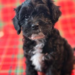 Zuckerman - Black white and tan male Cockapoo puppy in Saint Louis, Missouri from Jax Doodles