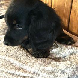 Harley - Black and tan male Dachshund puppy in Harriet, Arkansas from B&K Dachshunds