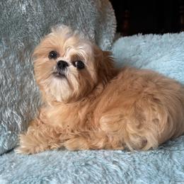 DILLY - Cream and white male Shih Tzu puppy in Kamilche, Washington from Serendipity Shih tzu