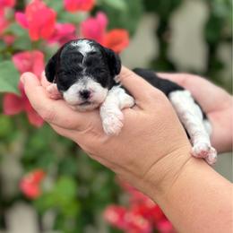 Dice - Parti male Poodle puppy in Wharton, Texas from In the Red Poodles