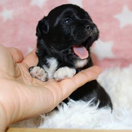 Black female - Black female Havapoo puppy in Grants Pass, Oregon from Oregon Valley Doodles