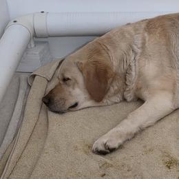 Plaid collar - Yellow male Labrador Retriever puppy in Bellingham, Washington from Heirloom Labradors