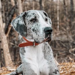 Great Danes from Kait's Danes