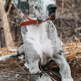 Great Danes from Kait's Danes