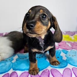 Wild boar female (2673.80) - Wild boar female Dachshund puppy in Belle Rive, Illinois from Akin's Miniature Dachshunds, LLC