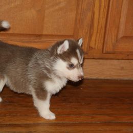 Siberian Husky Puppies from Jalerran