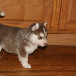 Siberian Husky Puppies from Jalerran