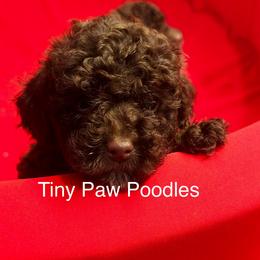 Poodle Puppies from Tiny Toy Poodles