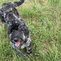 Raven - Goldendoodle