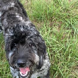 Raven - Goldendoodle