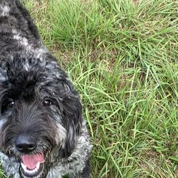 Raven - Goldendoodle