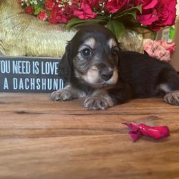 Licorice - Black and cream female Dachshund puppy in Perryville, Maryland from Heavenly Heritage Dachshunds and Doods