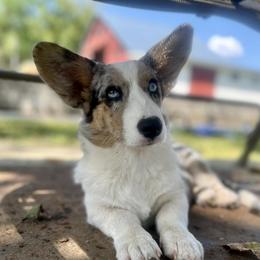 Marzipan - Cardigan Welsh Corgi