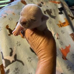 Moe - Cream and white male Chihuahua puppy in Beaumont, Texas from Anastasia’s Tiny Pupps