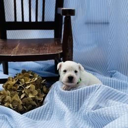 Lorado - White male Miniature Schnauzer puppy in Moreauville, Louisiana from Bayou Schnauz and Dals